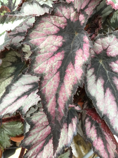 B. ‘Montogomery’